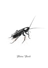 insect beetle in black and white graphics. Can be used for design purposes 