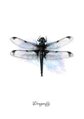 insect dragonfly in black and white graphics. Can be used for design purposes 