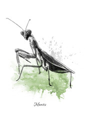 insect mantis in black and white graphics. Can be used for design purposes 