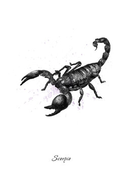 insect scorpion in black and white graphics. Can be used for design purposes 