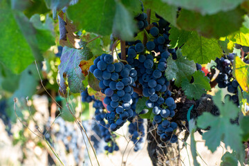 Italian Grapes Merlot