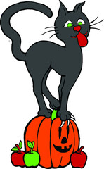 black cat on pumpkin | Halloween