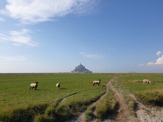 sheep in the field