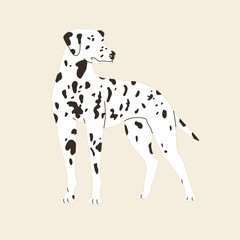 Dalmatian dog stands. Vector illustration. Flat style.