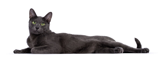 Male Korat cat, laying down side ways. Looking towards camera with green eyes. Isolated on a white background. © Nynke