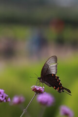 butterfly on flower