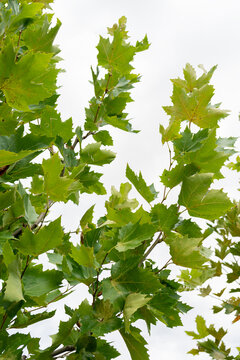 plane tree, leaves and branches, sycamore leaf