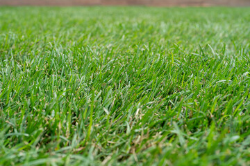Green grass natural background texture, Close-up on a green lawn