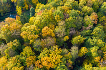 View vertically down on autumnal discolored deciduous trees in the Taunus / Germany 