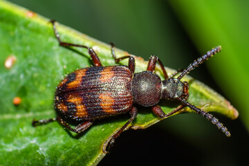 bug on a leaf
