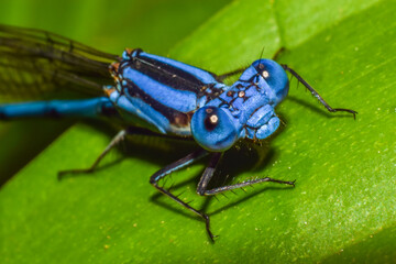 Fototapeta premium dragonfly on a green leaf - close up