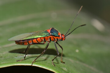 Bug insect on a leaf