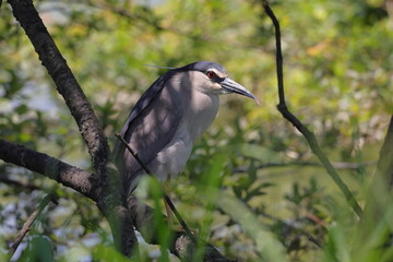 Fototapeta premium 目を輝かせるゴイサギ