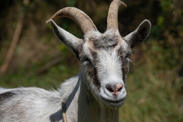 Grey goat at the pasture at the sunny summer