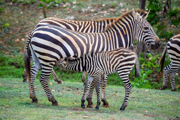 zebra eating grass - baby