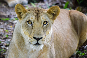 portrait of a lion