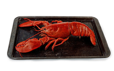 Cooked lobster on a dark black grey rusty tray on a white background.