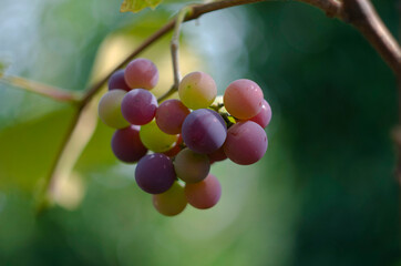 Multicolored grapes on the vineyard. Red grapes hanging on the branches. Black grapes hanging on the branch. Bunch of black grapes on the vine.