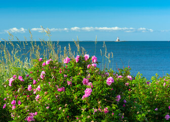 Wild roses growing along the waterfront in Summerside, Prince Edward Island with Indian Point...