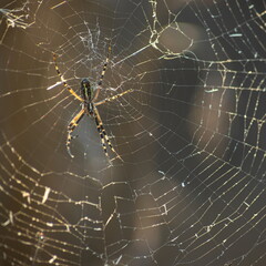 Background of the threads of a spider web with dew drops. Web macro. Abstract natural background in the sunlight with the blur