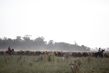 Naklejka premium work with cattle