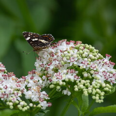 White flowers and the butterfly sitting against greens