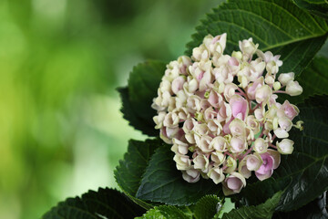 Beautiful hortensia plant with light flowers, closeup