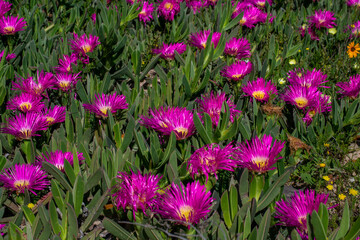 field of tulips