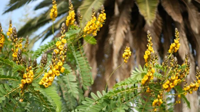 African senna flowers blossom, gardening in California, USA. Natural botanical close up background. Yellow bloom in spring morning garden, fresh springtime flora in soft focus. Candlestick juicy plant