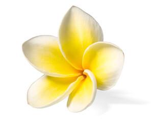 Fototapeta na wymiar fresh yellow frangipani flower isolated on white