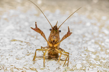 upset angry wild crayfish or crawfish using claws Middle Finger Up Hand Gesture Flipping Off