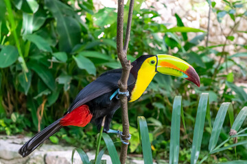 toucan on a branch