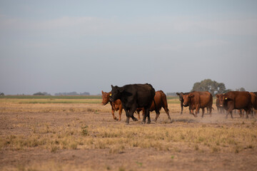 Naklejka premium angus in the pampas field