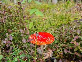 Amanita close-up. Inedible mushroom in the forest. Toadstool mushrooms.