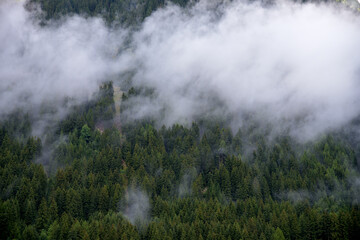 Cloudy forest