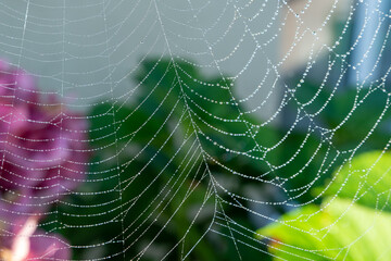 Spinnennetz mit Wassertropfen