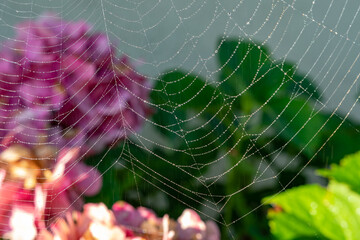 Spinnennetz