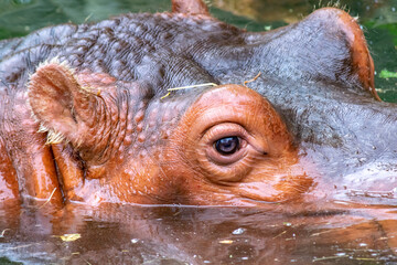 hippopotamus in water, close up eye