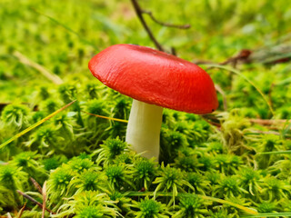 Amanita close-up. Inedible mushroom in the forest. Toadstool mushrooms.