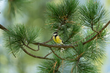 a great tit, parus major, perched on a twig from a swiss stone pine, pinus cembra, at a autumn day