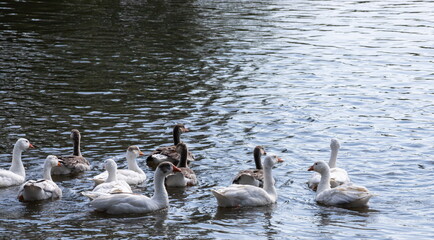 Gray geese swimming in the water. Domestic Geese Swimming
