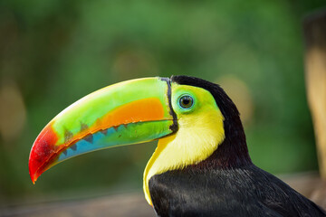 Beautiful tropical toucan in profile with extraordinary colors