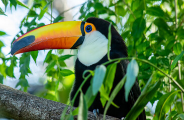 Beautiful tropical toucan perched on the branch of a tree, many colors