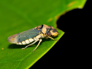 Beautiful insect, bedbug perched on a leaf in the garden