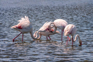Close up of Greater Flamingos (Phoenicopterus roseus) in the Camargue, Bouches du Rhone, South of France - obrazy, fototapety, plakaty