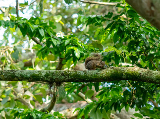 Squirrel perched on a branch in the middle of the forest.