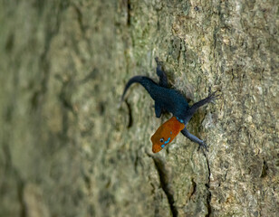 Black and orange lizard on tree bark