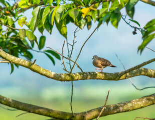Turtle dove or small bird walking on a branch