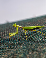 Female mantis on the island in summer.