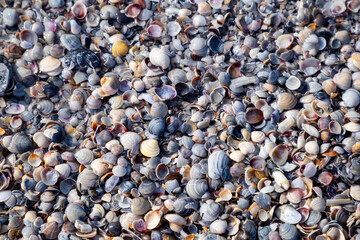 Seashells on the shore of an island in the sea.